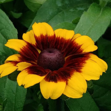 Flower Selection