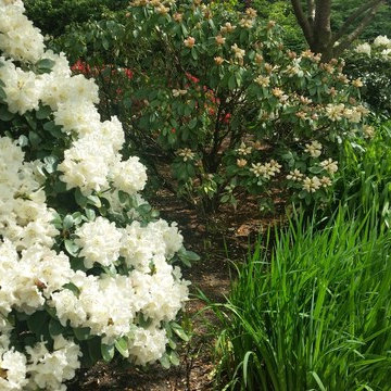 Shabby Chic Backyard Landscape