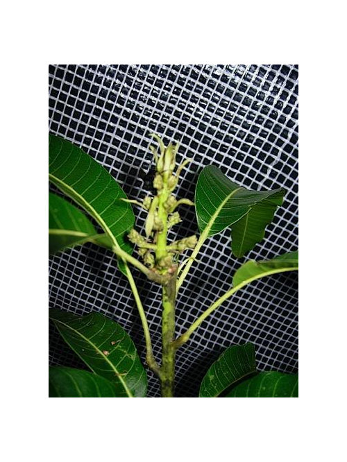 Need info on what to spray this mango tree with.