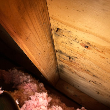 Mold Remediation Service in Attic