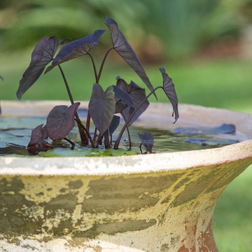 Avalon Garden