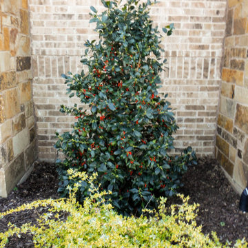 Evergreen Trees & Shrubs