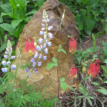 Native Perennial Border