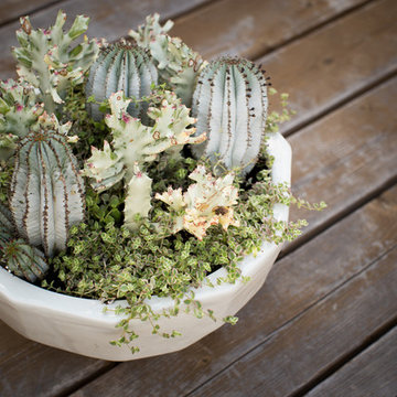 Xeriscape Landscape  - Lush Green with Low-Water Plants