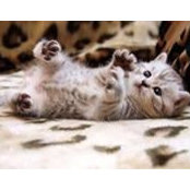 Tina Woolmore's photo