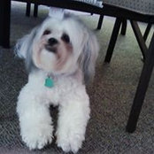 Angelina Acocella's photo