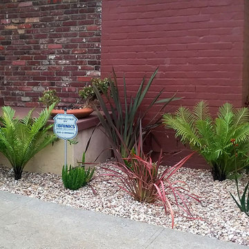 Front Yard Drought Tolerant Bed--Palms, etc.