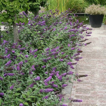 Nursery and Landscaping