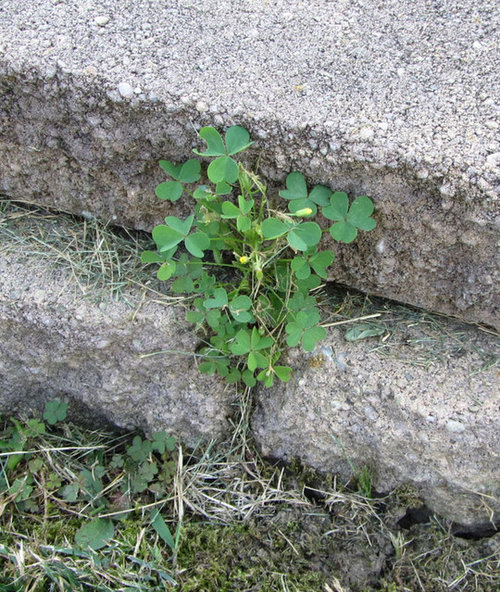 clover like weed, small yellow flowers