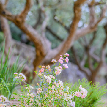 Jardin de Bastide dans le haut-Var