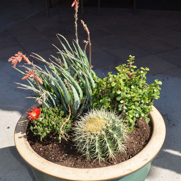 Southwestern Plants