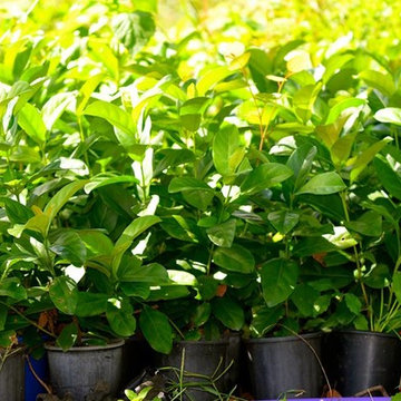 Some of our extensive range of healthy quality plants...