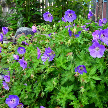 Favorite Plant Materials & Miscellaneous Garden life