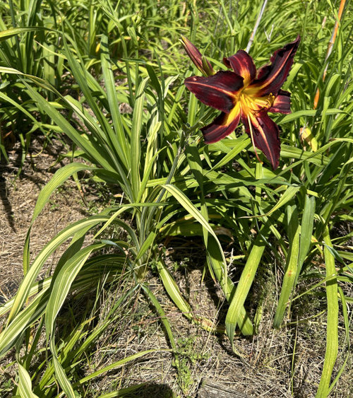 Sundays flowers in Indiana | Houzz Forum