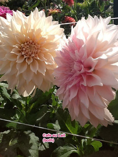 Cream colored dahlias | Houzz Forum
