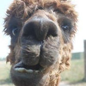 Shi-Kwan Tanさんの写真