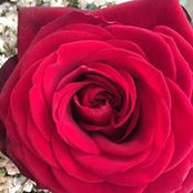 Annette Stemmer's photo