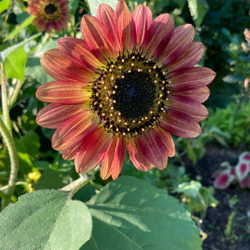 Vegetable Gardens, Sag Harbor, NY