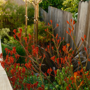 Explosive Color & Whimsical Plants