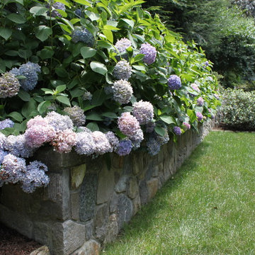 Hydrangeas overflow a Stone Wall