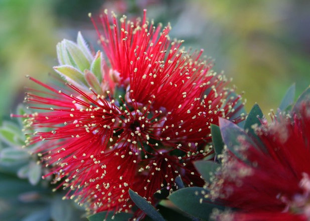 Great Design Plant: Dwarf Bottlebrush