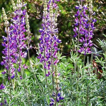 2018 Native Plant Garden Tour