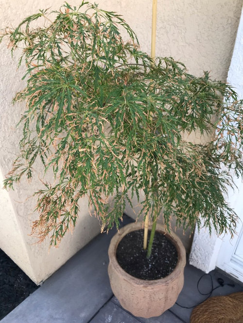 Japanese maple leaves turning brown..