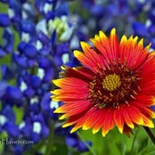 Foto von Cathy McBryde
