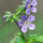 marcia_nelson7779