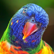 Aaron Eversons foto