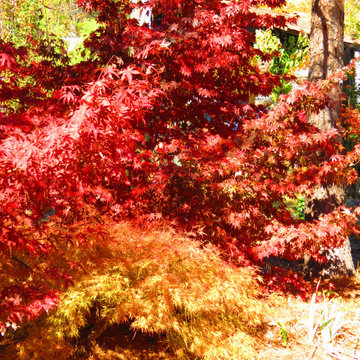 Japanese Maples