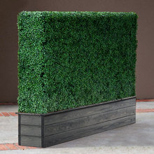 Boxwood
