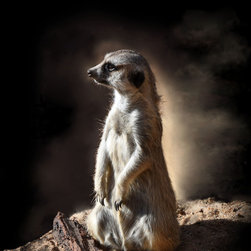 Meerkat on Watch in the Dust - Fine Art Prints