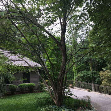 Saving redbud tree