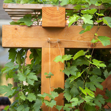 Smith Pergola