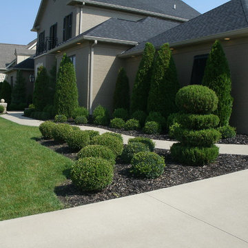 Boxwood and arborvitae planting design