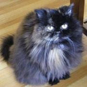 Lisa Schmidtke's photo