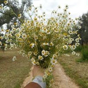 Ornella Nicolì's photo
