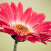 Jordana Lipkin's photo