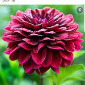 Priscilla Diaz's photo