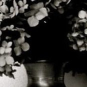 Eleventy Moons foto