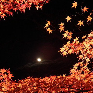 Japanese Maple