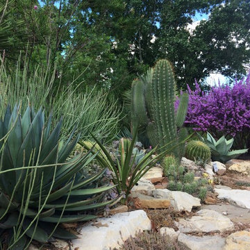 Miscellaneous Cacti & Succulent Landscapes by Rhinamic