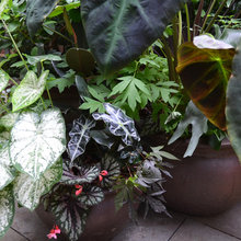 Raised Garden Beds