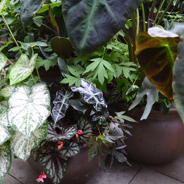 Greenwich Village Backyard