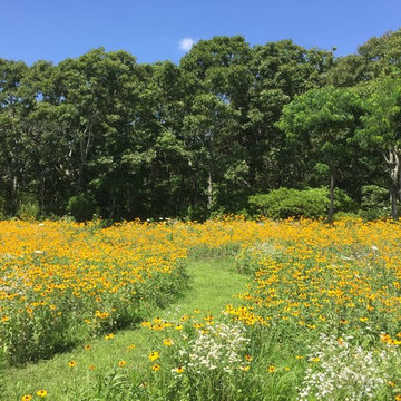 Osterville Wild Flower Meadow