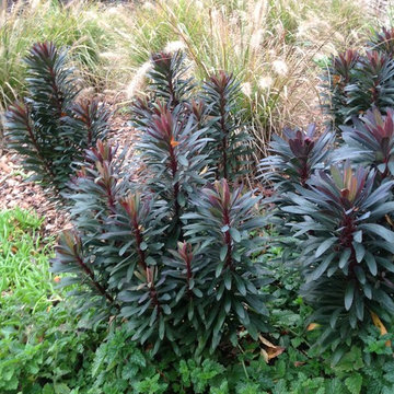 Plants