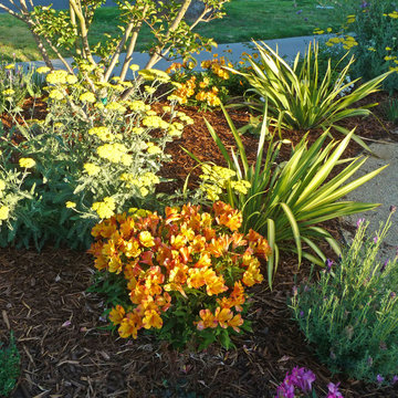Vivacious Mediterranean Front Yard