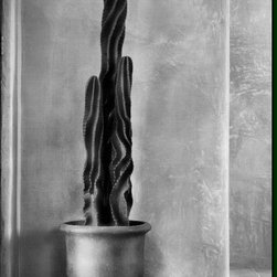 Cactus and Plaster Wall in Entry Foyer - 室内用プランター