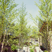Landscaping With River Birch